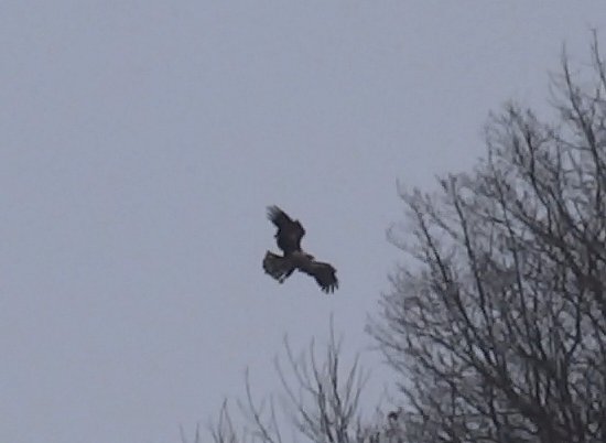 Juvi Bald Eagle 3-5-19.jpg