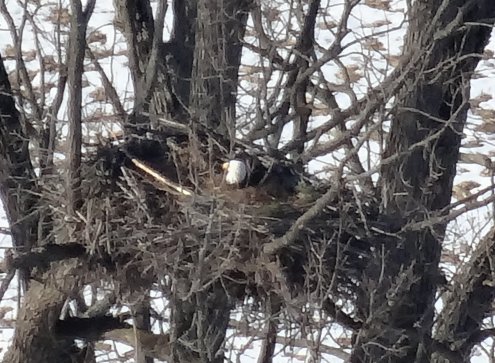 Bath Bald Eagle on Nest 3-9-19.jpg