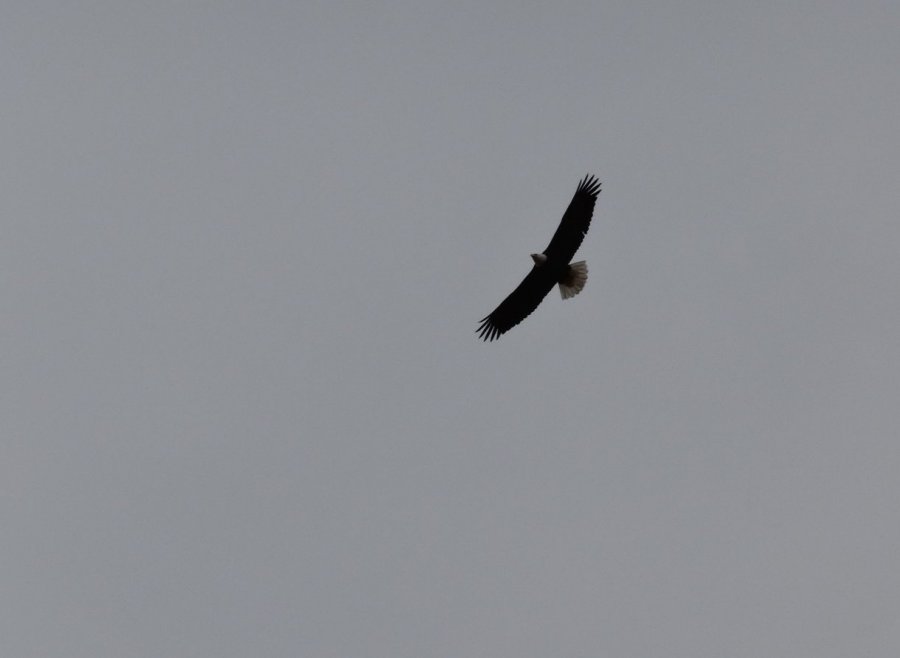 Bath Bald Eagle 3-14-19 sm.jpg