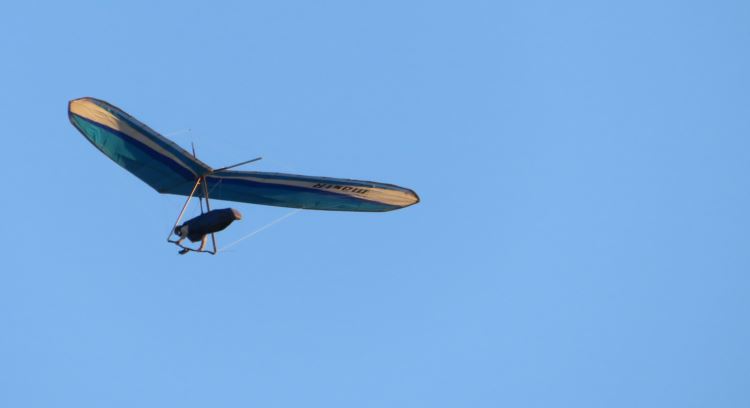 SteveInFlight.JPG