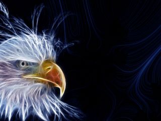 Bald Eagle.jpg