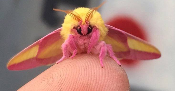 rosy-maple-moth.png