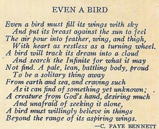 even a bird (2).jpeg