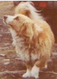 My dog Munch.png