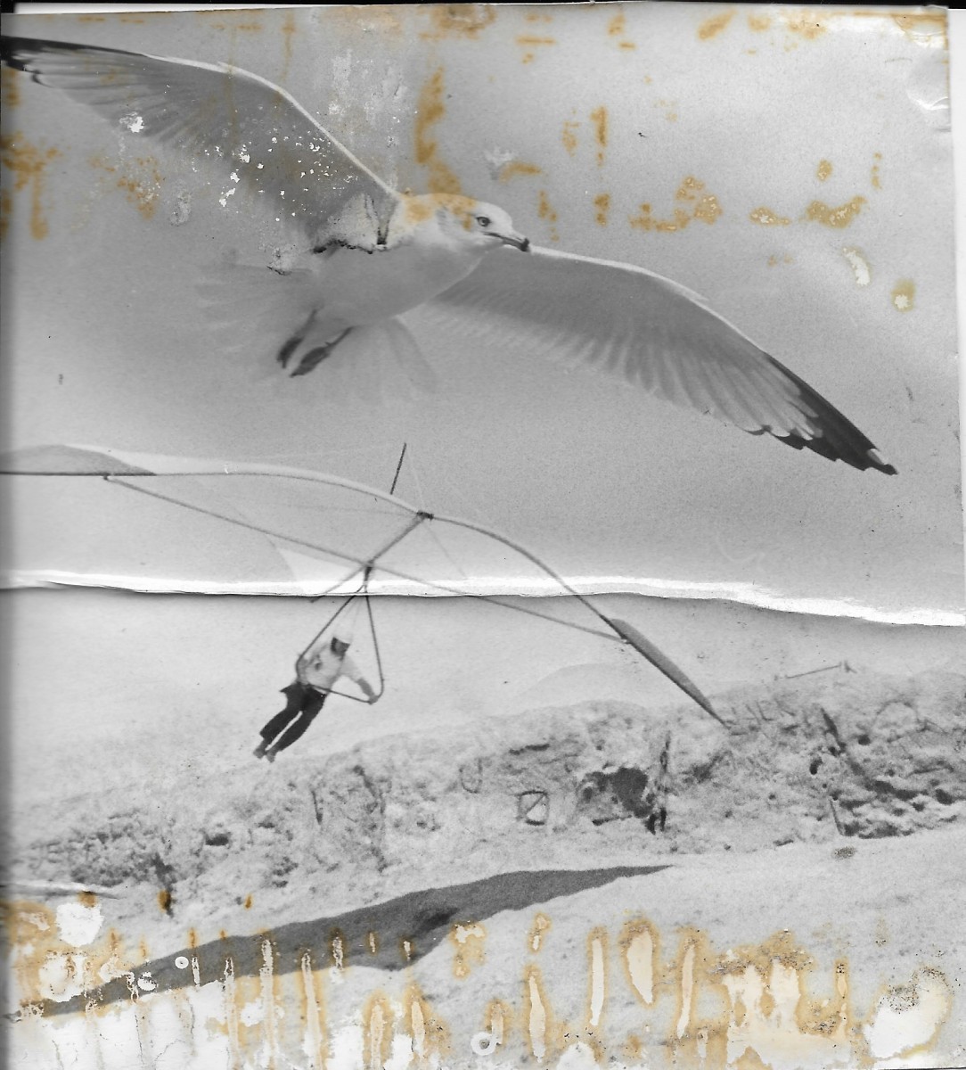 PhotoByGeorgeUvegesFaustSeagull.jpg