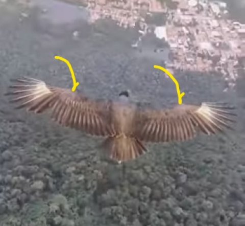 Four part leading edge.png
