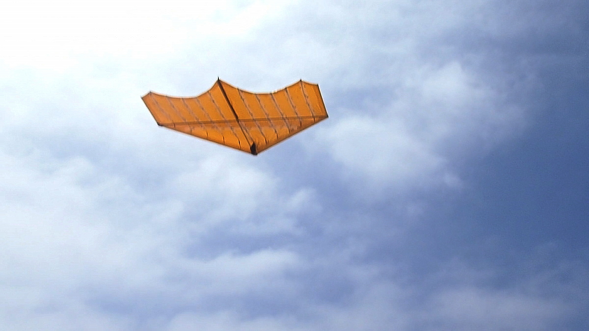 Soaring the bluff.jpg