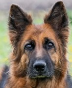 german shepherd.png