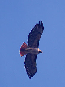 wikipedia_220px-Red-tailed_hawk_in_flight.jpg
