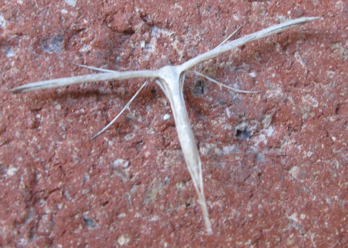 Strange insect.jpg