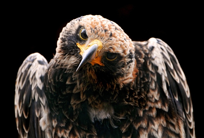 Eagle Search.jpg