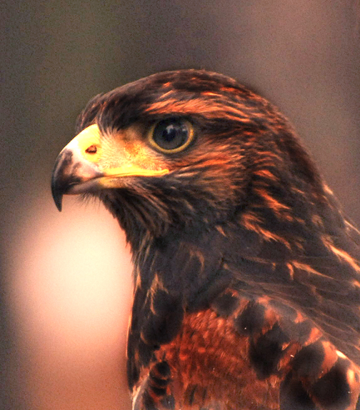 Harris Hawk.jpg