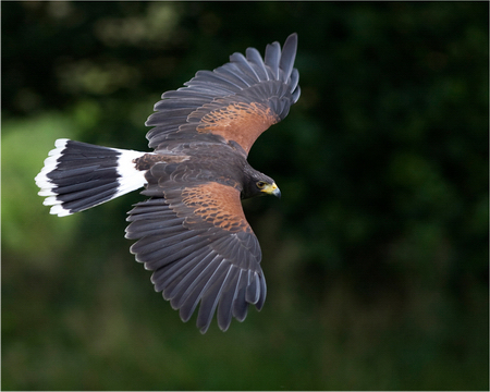 Harris Hawk Flight.jpg