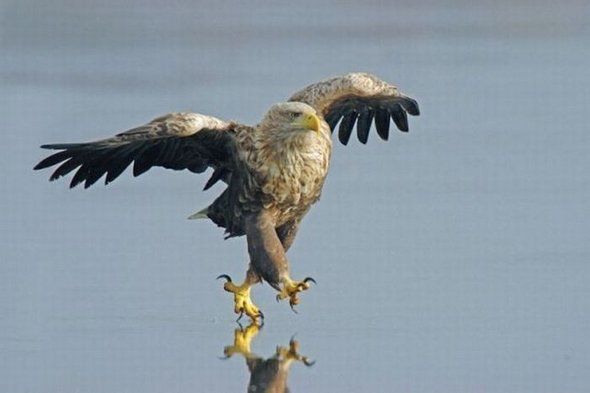 Eagle Messenger.jpg