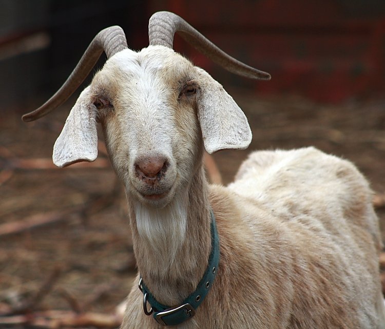 Goat image 9-14.jpg