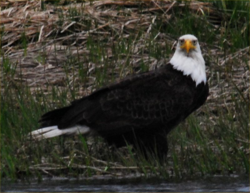 USH -Local Female Bald Eagle on River  5-14-14 sm.jpg
