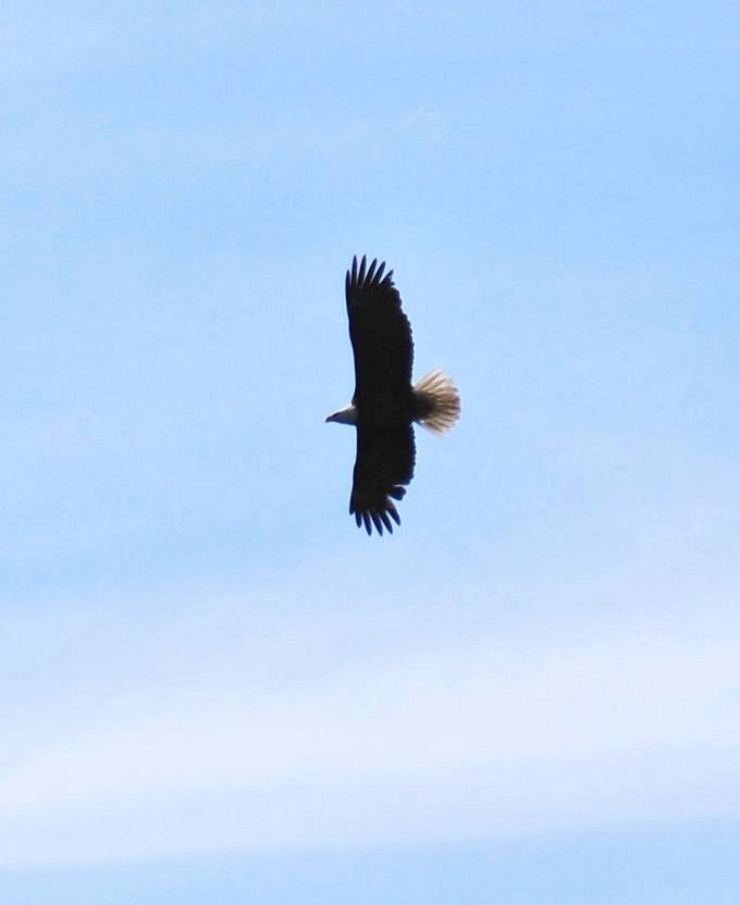 Bath Bald Eagle 5-16-10 crpd.jpg