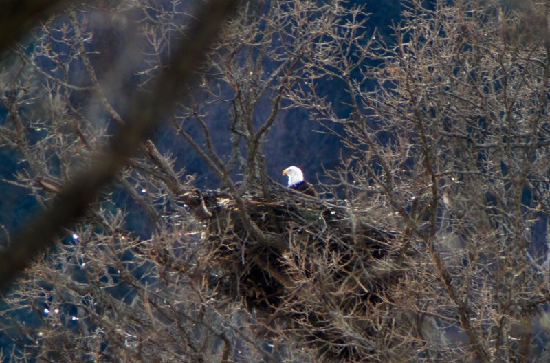 USH - Female bald eagle on the nest1  3-11-14 crp sm.jpg