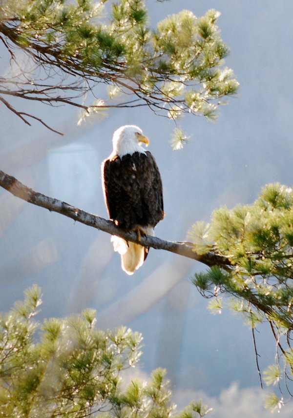USH - Bald Eagle Perching in Pine 4-26-12  sm.jpg