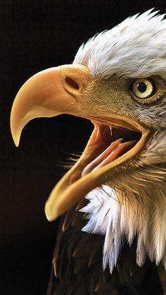 Eagles Beak.jpg