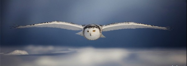 Snow Owl.jpg