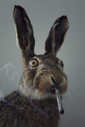 Para Buggs.jpg