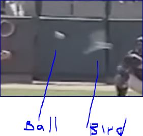 BallBird.JPG