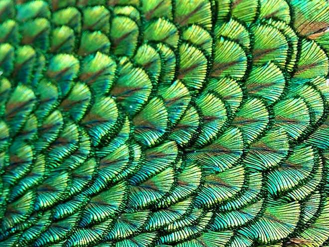 Bird Skin.jpg