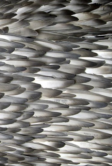 Feathered_Sky.jpg