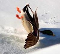 birdSafeSplat001.jpg