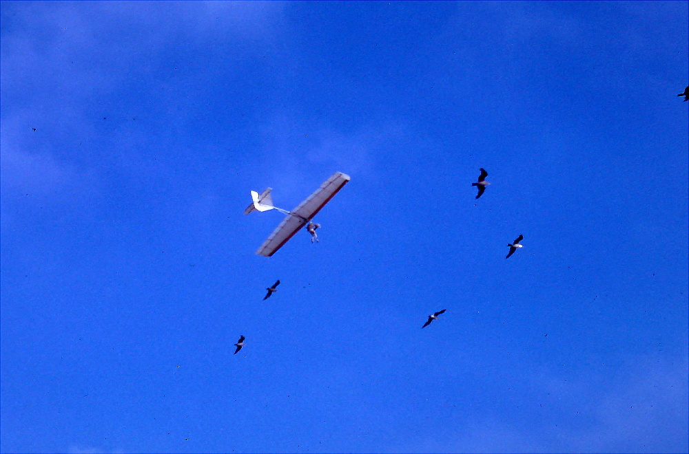 Volmer flying with gulls R.jpg