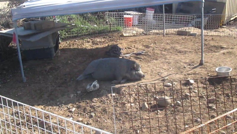07_pig.jpeg