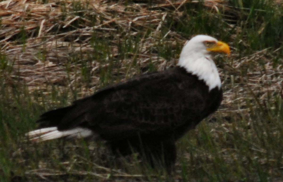 Bath, NY Bald Eagle.jpg
