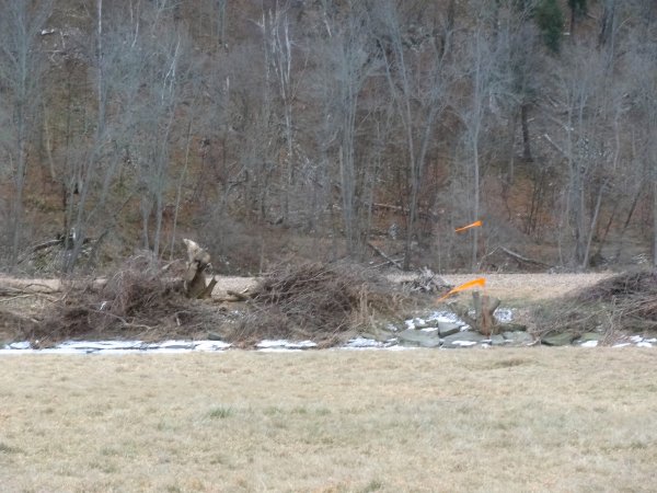 Mossy LZ cut Trees 2-1-16 sm.jpg
