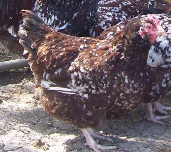 Warren_chooks015.JPG