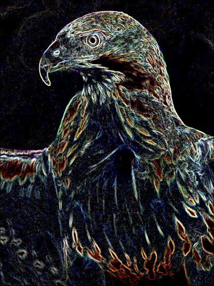 Color Hawk.jpg
