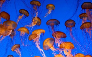 Jelly floats.jpeg