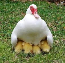 Mother Goose.jpg