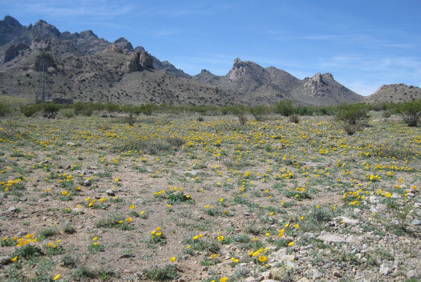 A Spaniard explorer named the mountains after this poppy.JPG
