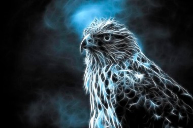 Winter Hawk.jpg