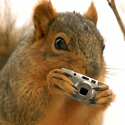 Hawk Squirrel Shoots Back.jpg